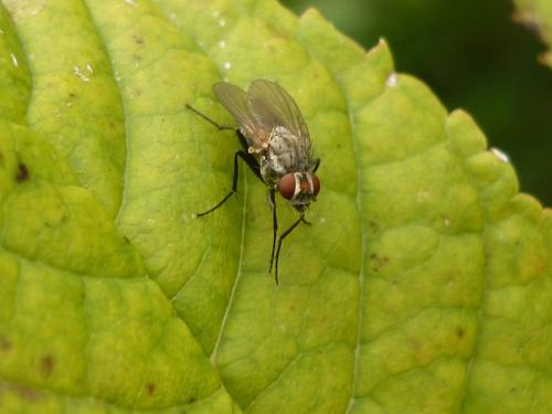 Réf. 271 095 : Botanophila fugax